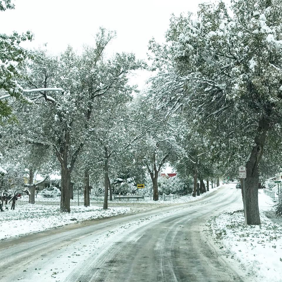 Snow and trees